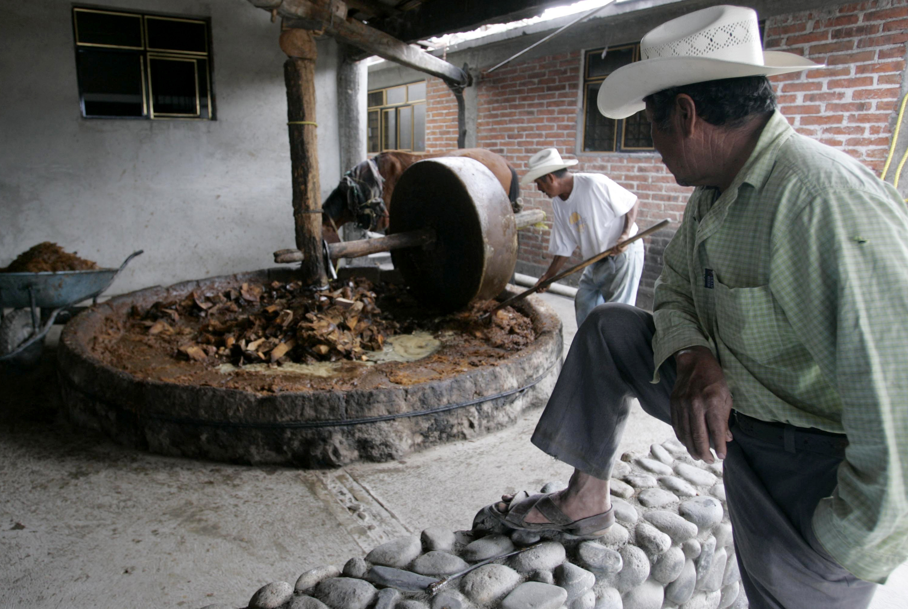 A horse grinds agave cactus hearts after they have been boiled for 6 days during the process of producing mezcal in the town of Santiago Matatlan November 14, 2007. REUTERS/Stringer