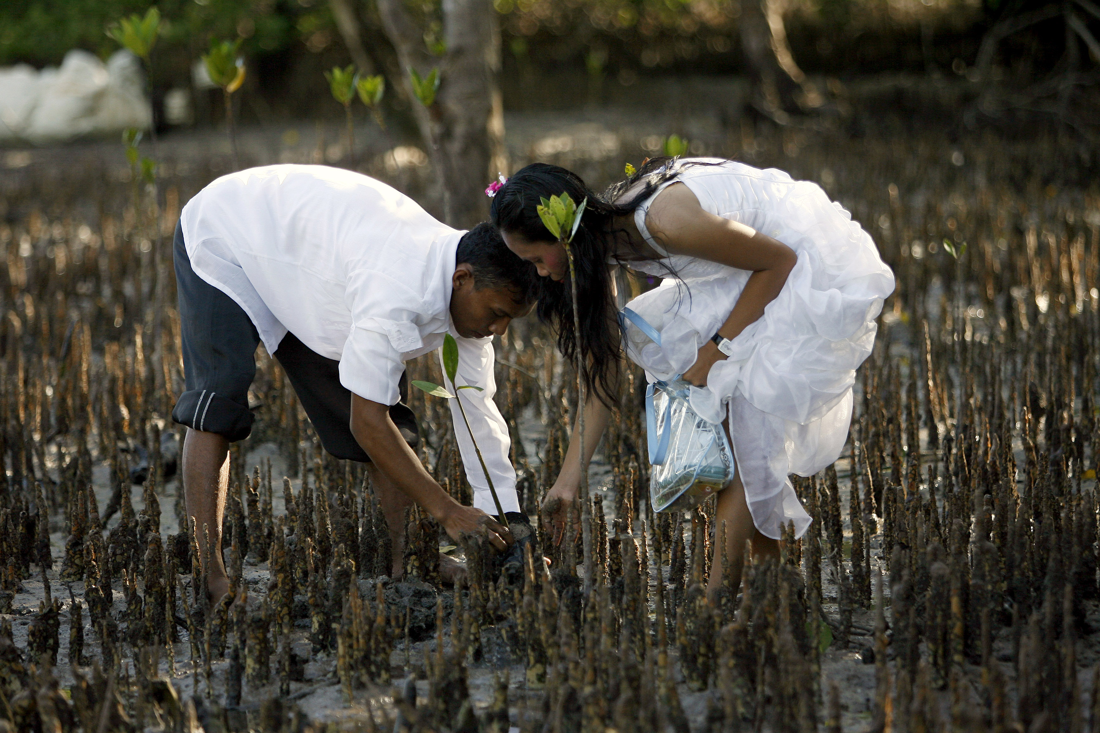 A couple plants a mangrove tree in San Jose town, Palawan province, western Philippines, February 14, 2010. REUTERS/Romeo Ranoco