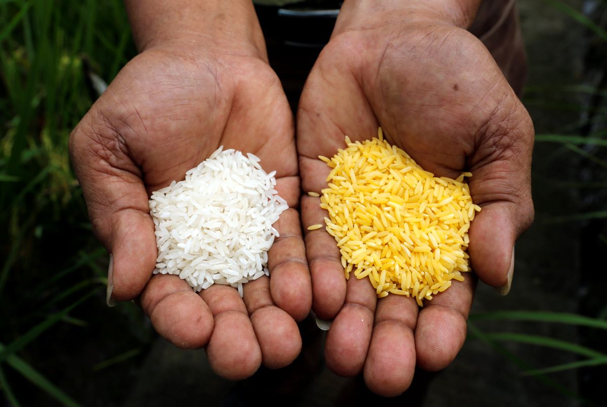 A scientist shows "Golden Rice" (R) and ordinary rice at the International Rice Research Institute in Los Banos, Laguna south of Manila, August 14, 2013. REUTERS/Erik De Castro