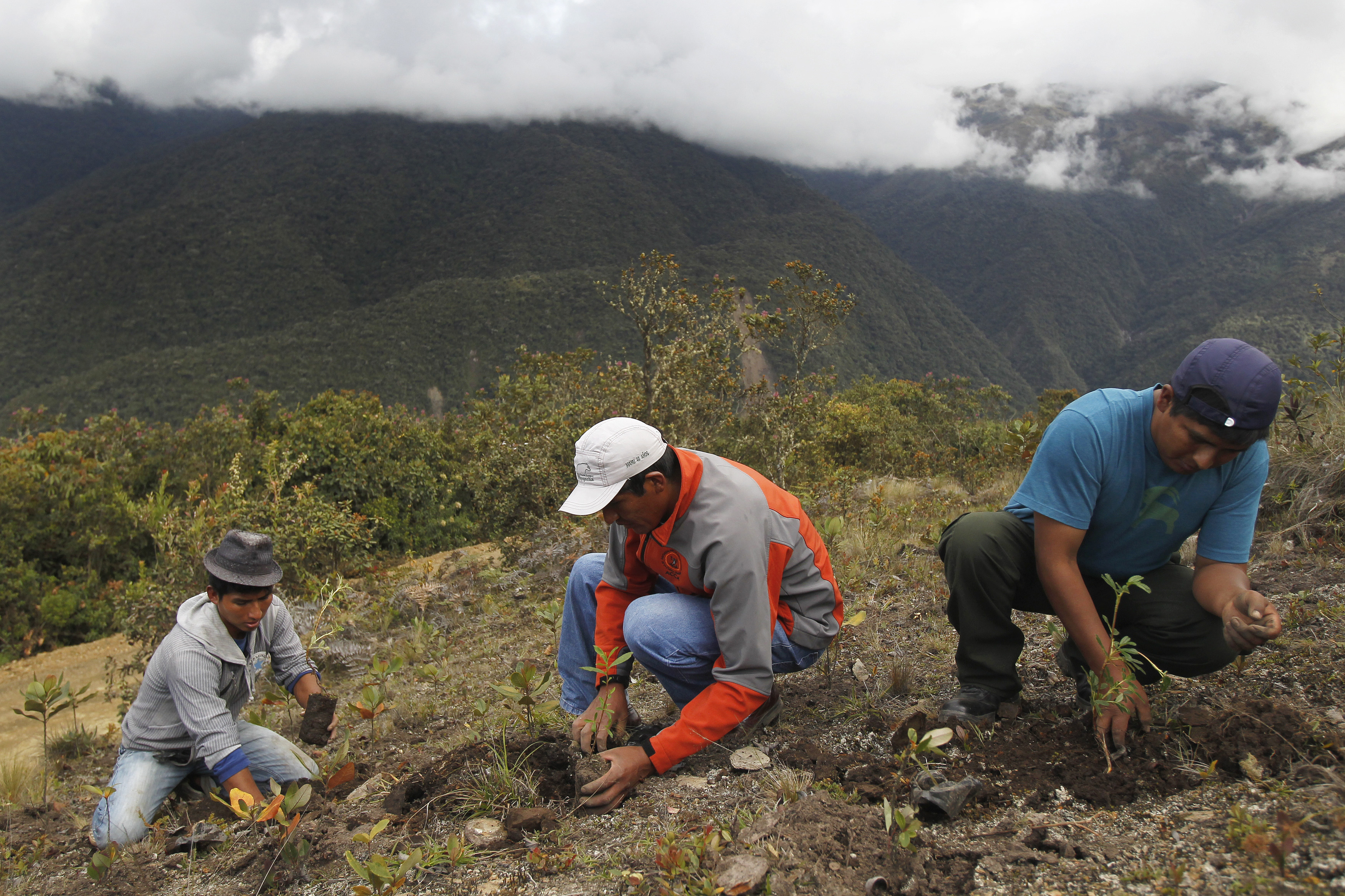 Workers plant seedlings for reforestation at Huayquecha Biological Station near Paucartambo, Cusco December 5, 2014. REUTERS/Enrique Castro-Mendivil