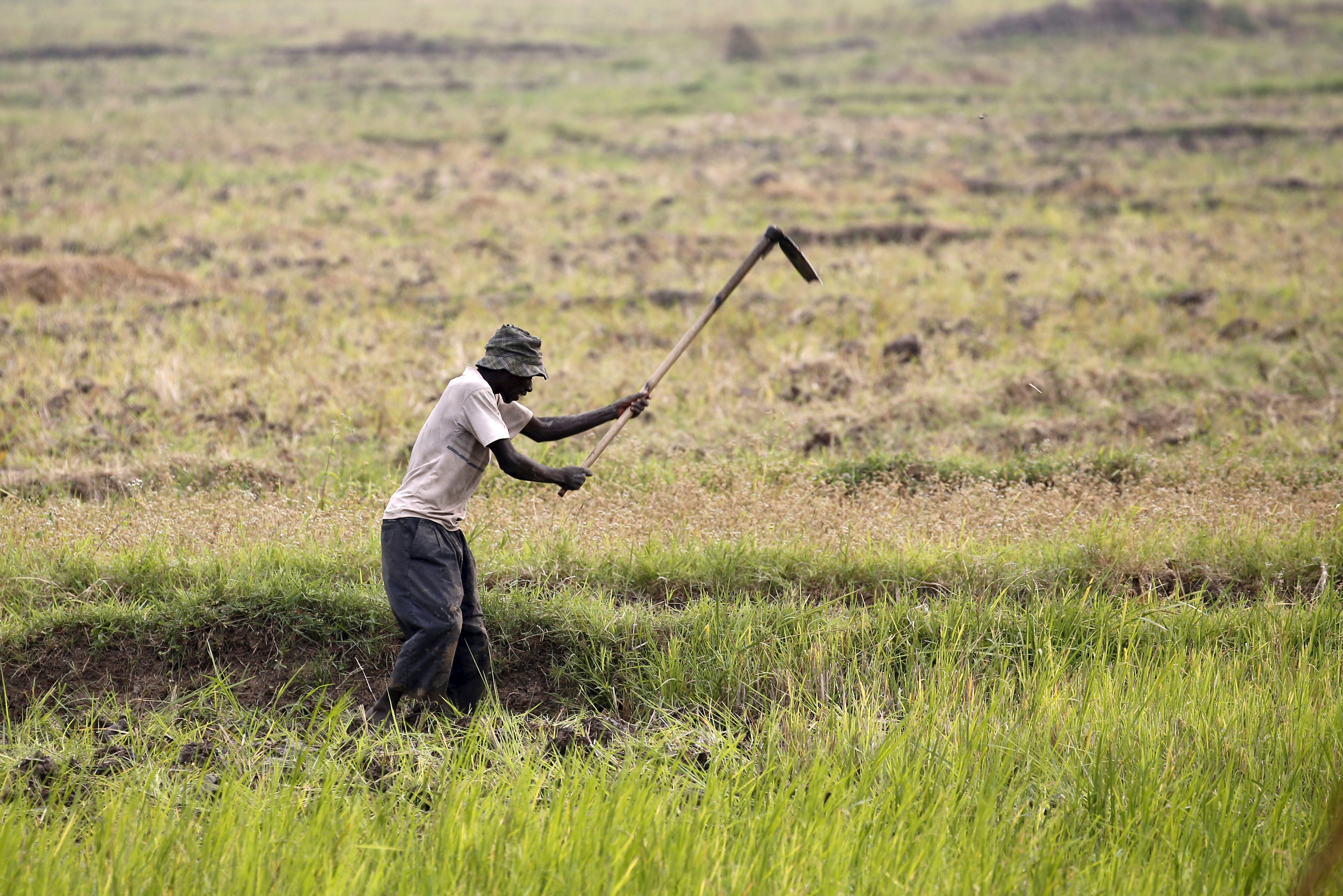 A farmer works in a rice paddy in Burundi's capital Bujumbura as the country awaits next week's presidential elections, July 18, 2015. REUTERS/Mike Hutchings