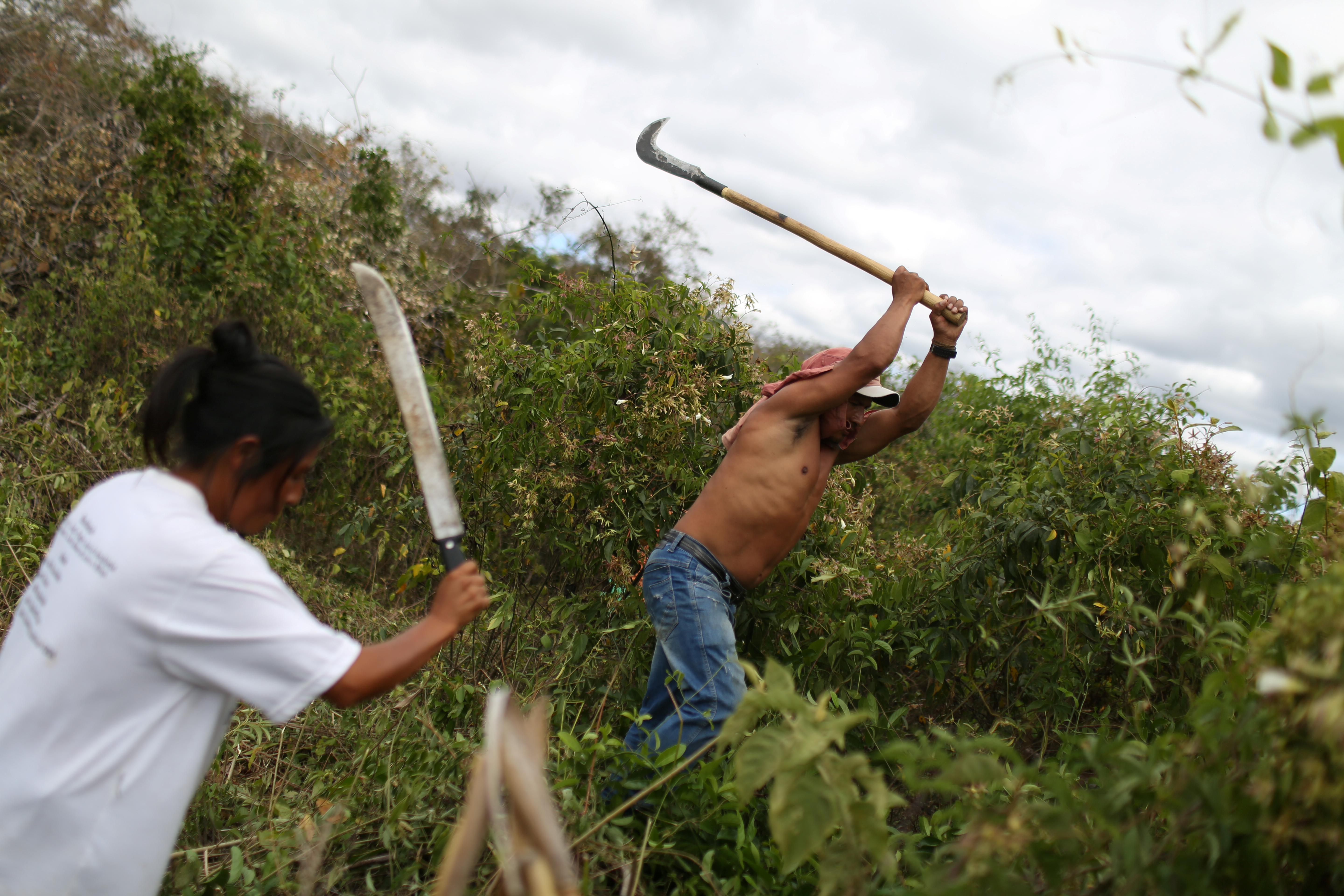 Indigenous Macuxi people work in a manioc plantation at the community of Uailan on the Raposa Serra do Sol reservation, Roraima state, Brazil February 10, 2019. REUTERS/Bruno Kelly