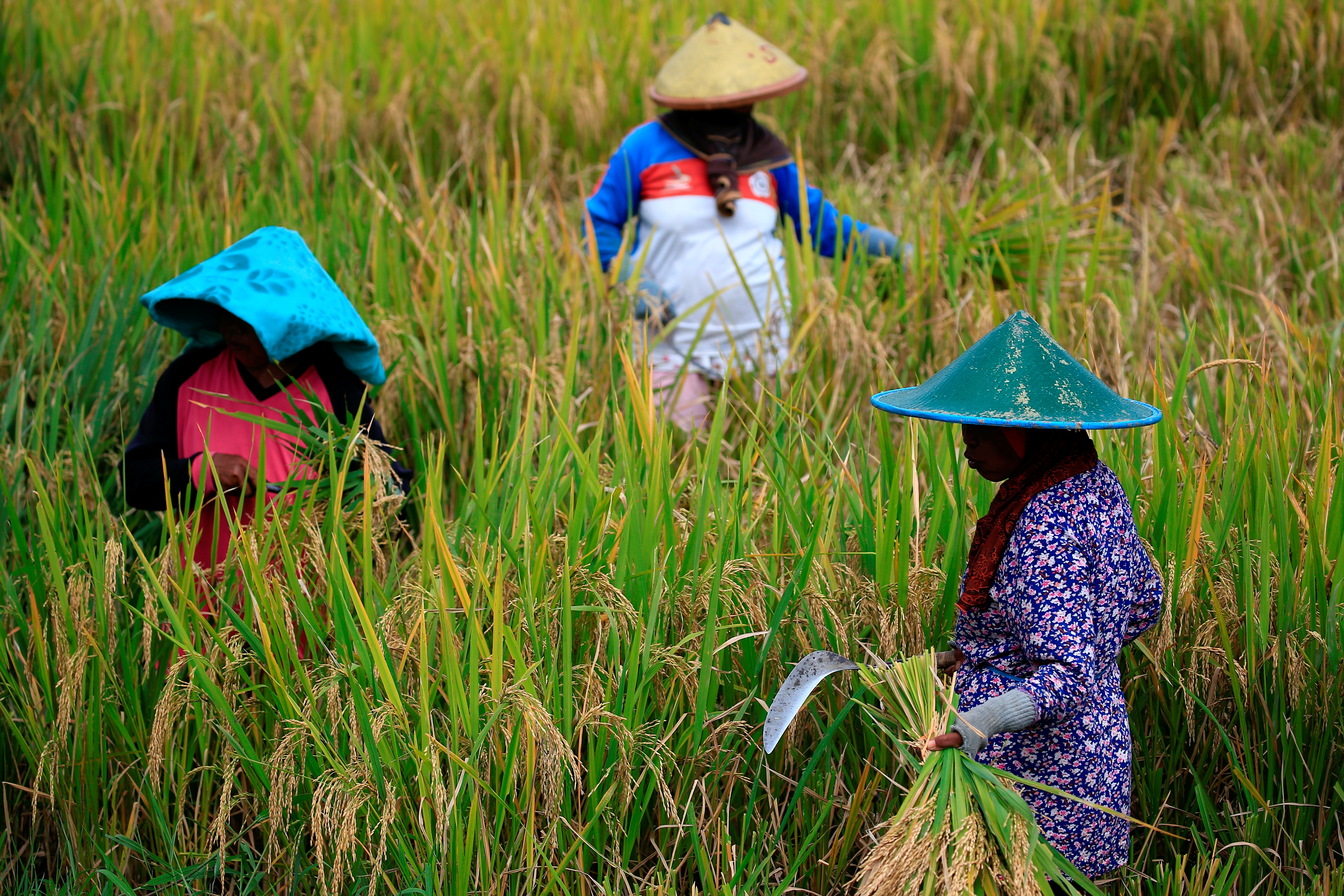 Farmers collect paddy during harvest day at a rice field in Candipuro district, Lumajang, East Java province, Indonesia, December 9, 2021. REUTERS/Willy Kurniawan