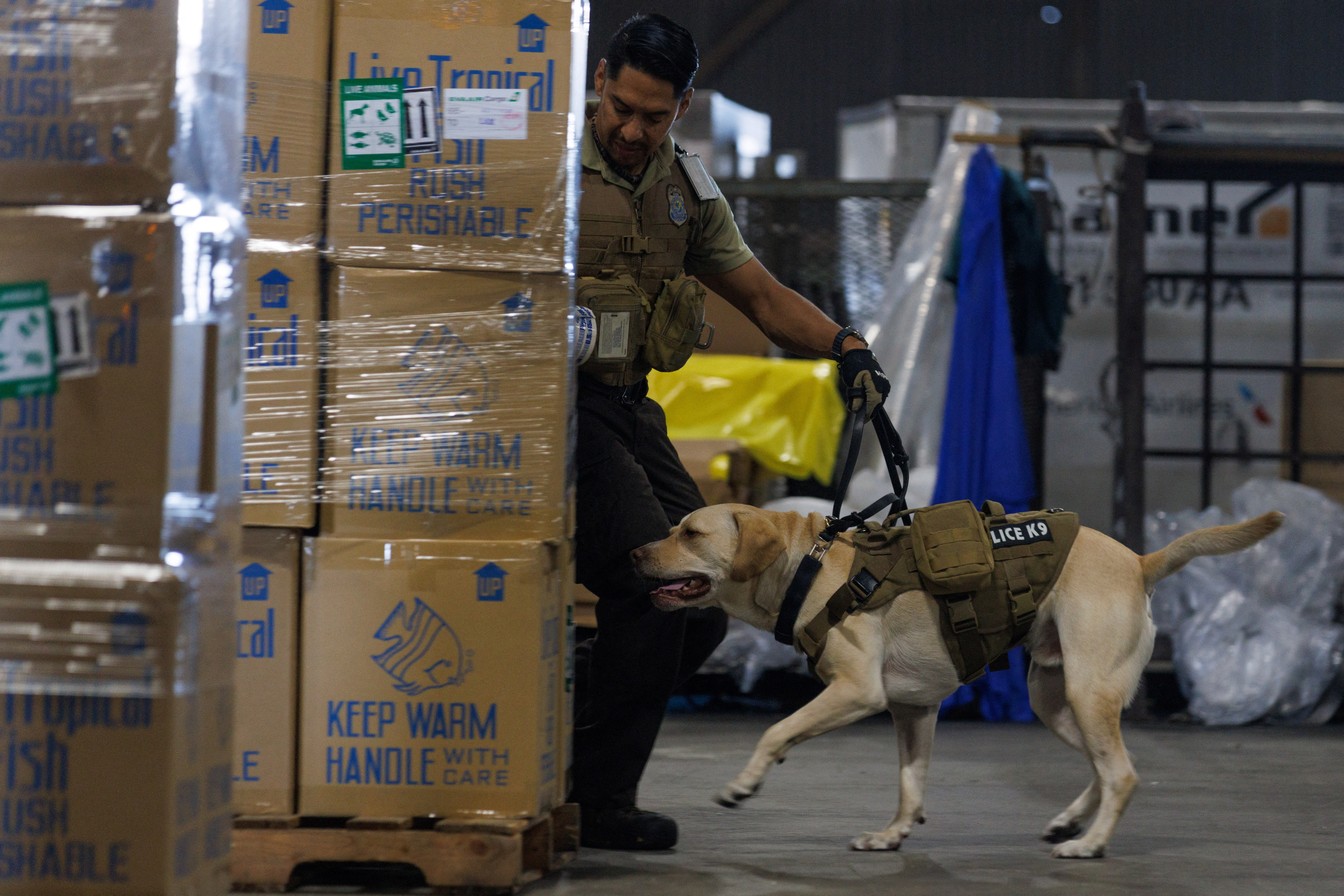 U.S. Wildlife inspector canine handler Ray Hernandez demonstrates his dog Braxton's ability to find illegal wildlife as they search a shipment of tropical fish and vertebrates at Los Angeles international airport in Los Angeles, California, U.S., October 26, 2023. REUTERS/Mike Blake