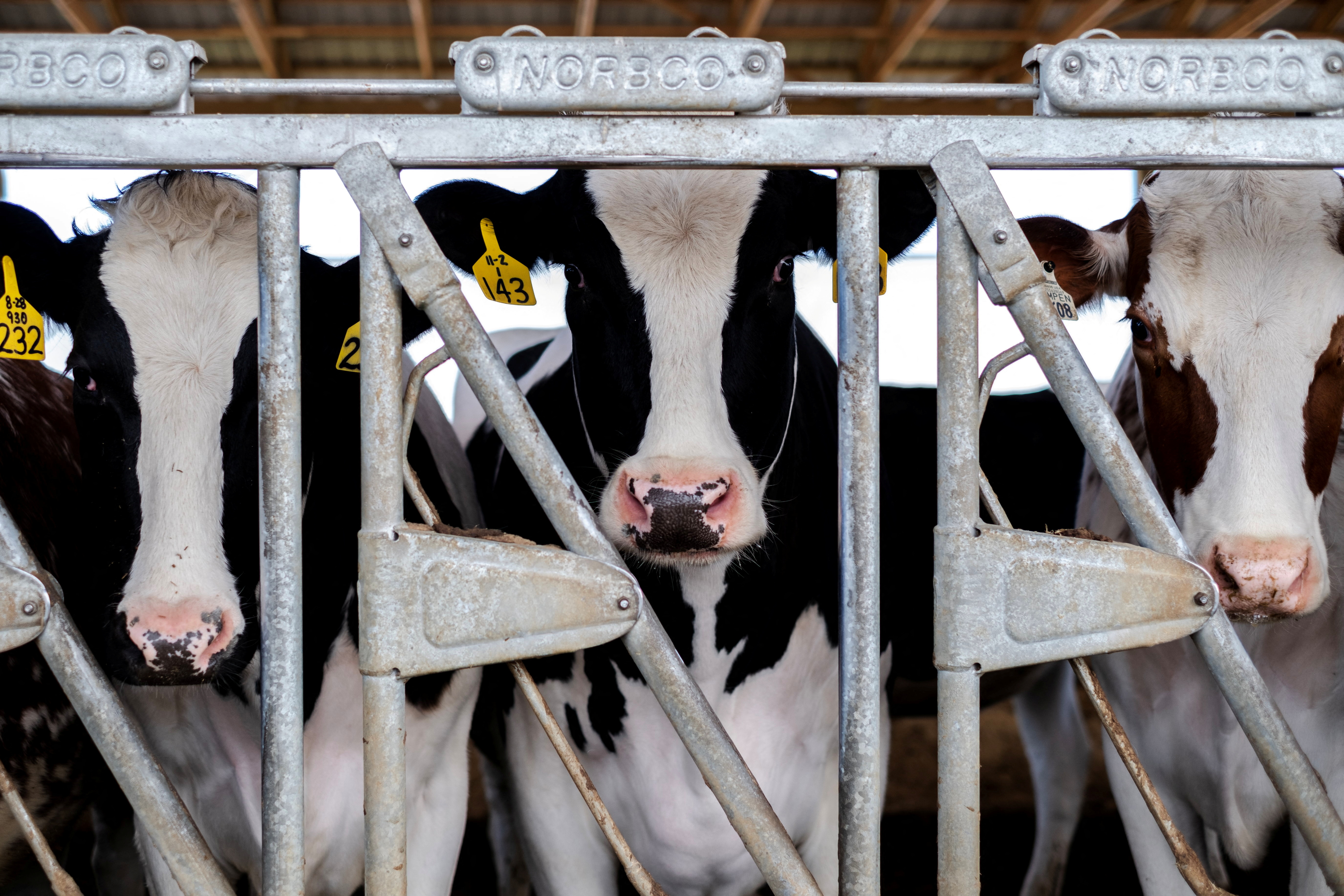 Cows stand in their pen at a cattle farm in Rockford, Illinois, U.S., April 9, 2024. REUTERS/Jim Vondruska