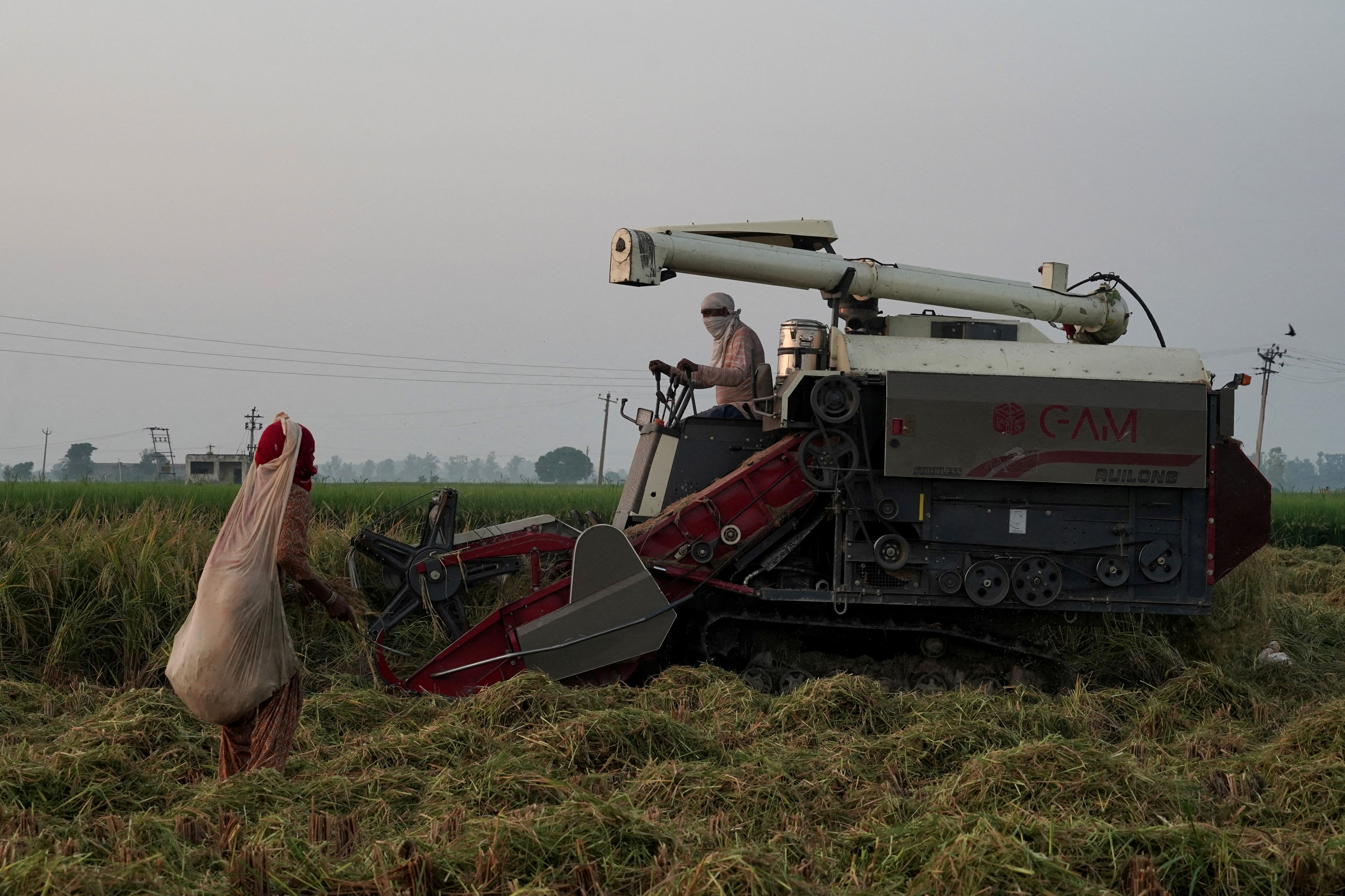 A farmer picks ears of rice left over by a paddy harvester in a field in Kalampura village in the northern state of Haryana, India, September 9, 2024. REUTERS/Bhawika Chhabra