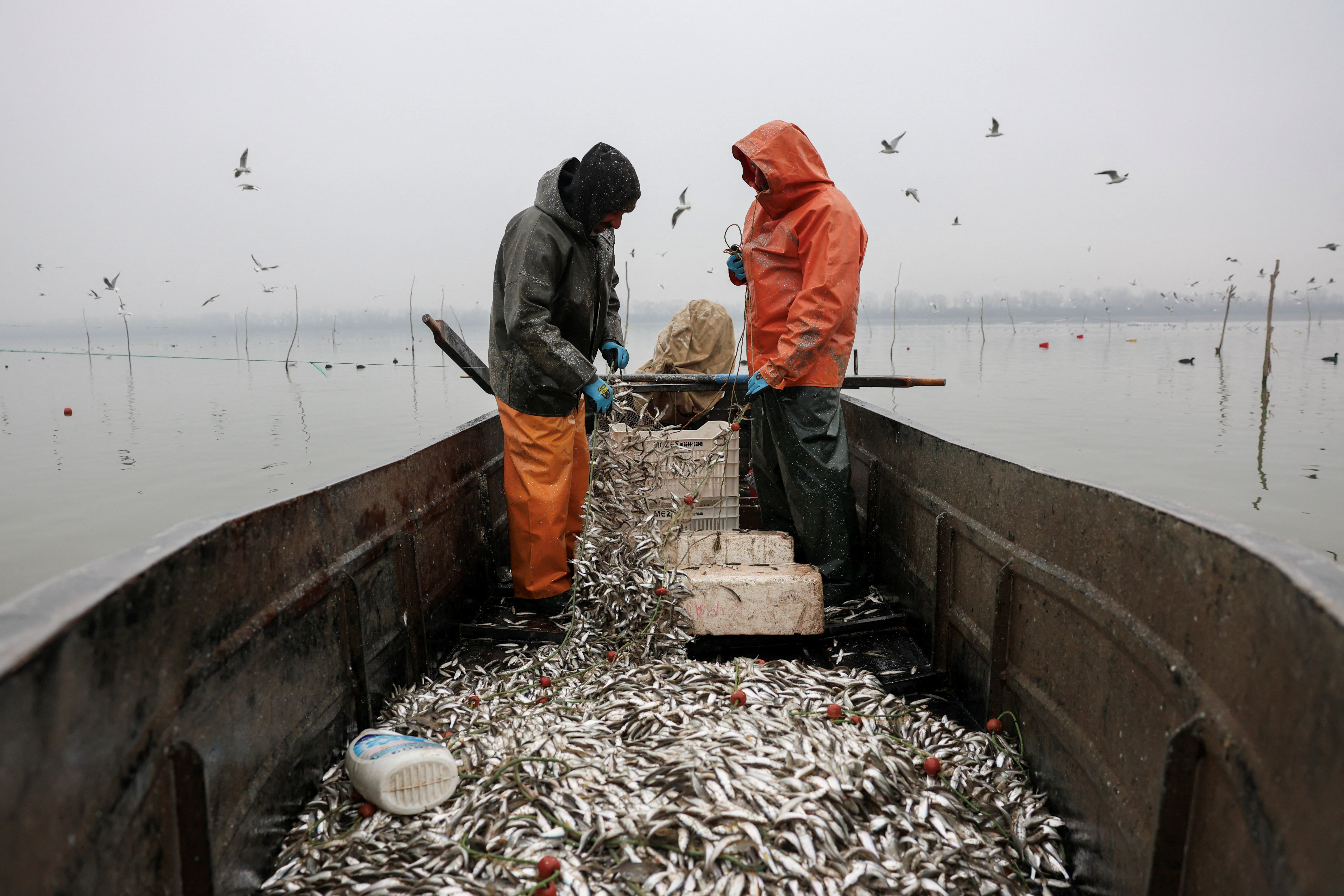 Fishermen gather their fishing nets, in Kerkini lake, Greece, January 9, 2025. REUTERS/Elias Marcou
