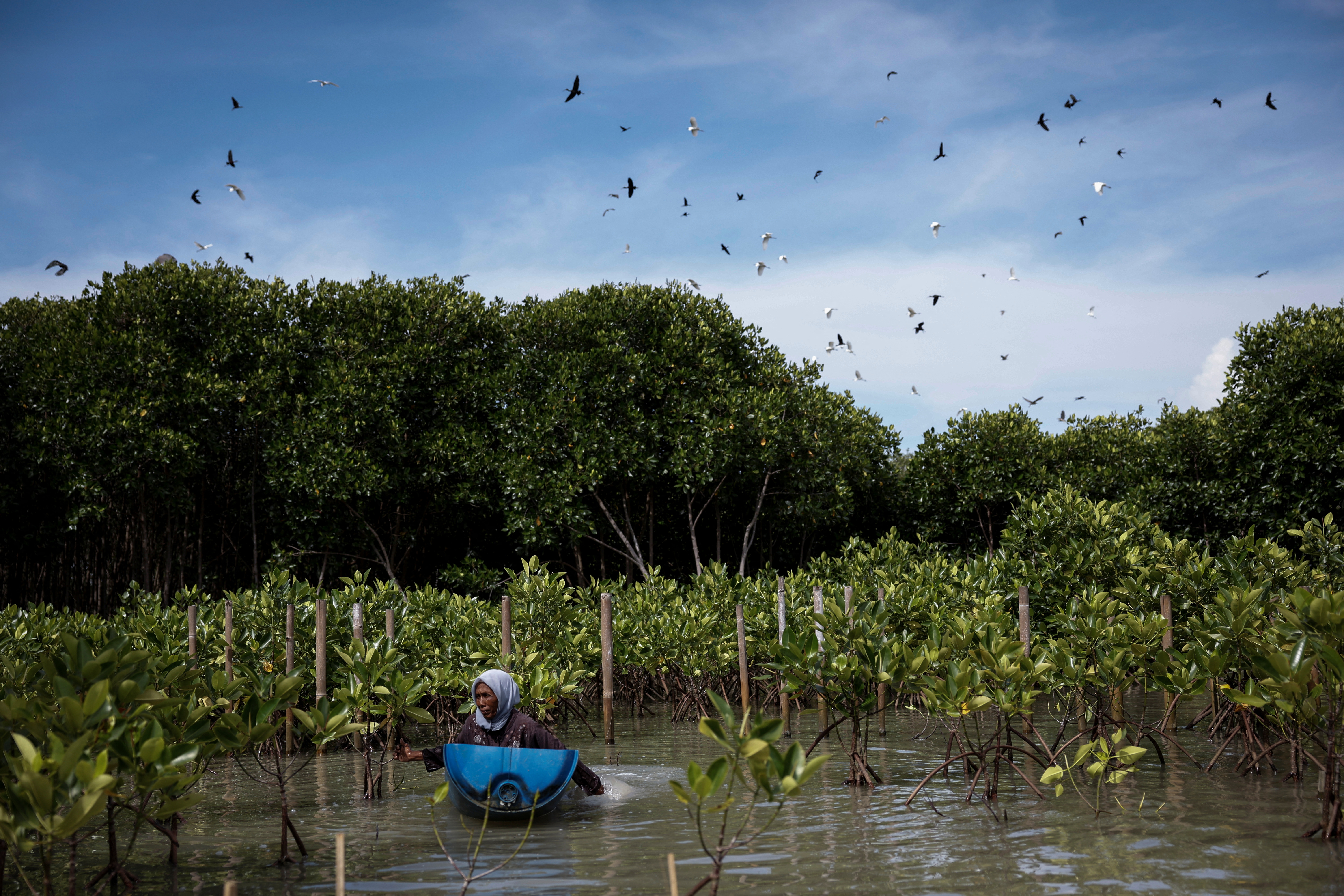 A woman checks mangrove seedlings after they were planted in the hamlet of Rejosari Senik, Demak regency, Central Java Province, Indonesia, February 19, 2025.REUTERS/Ajeng Dinar Ulfiana