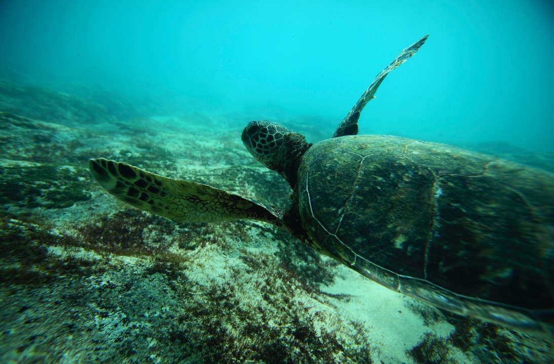 A Green Sea turtle swims over a reef near the surf break known as 'Pipeline' on the North Shore of Oahu, Hawaii March 20, 2013. REUTERS/Hugh Gentry