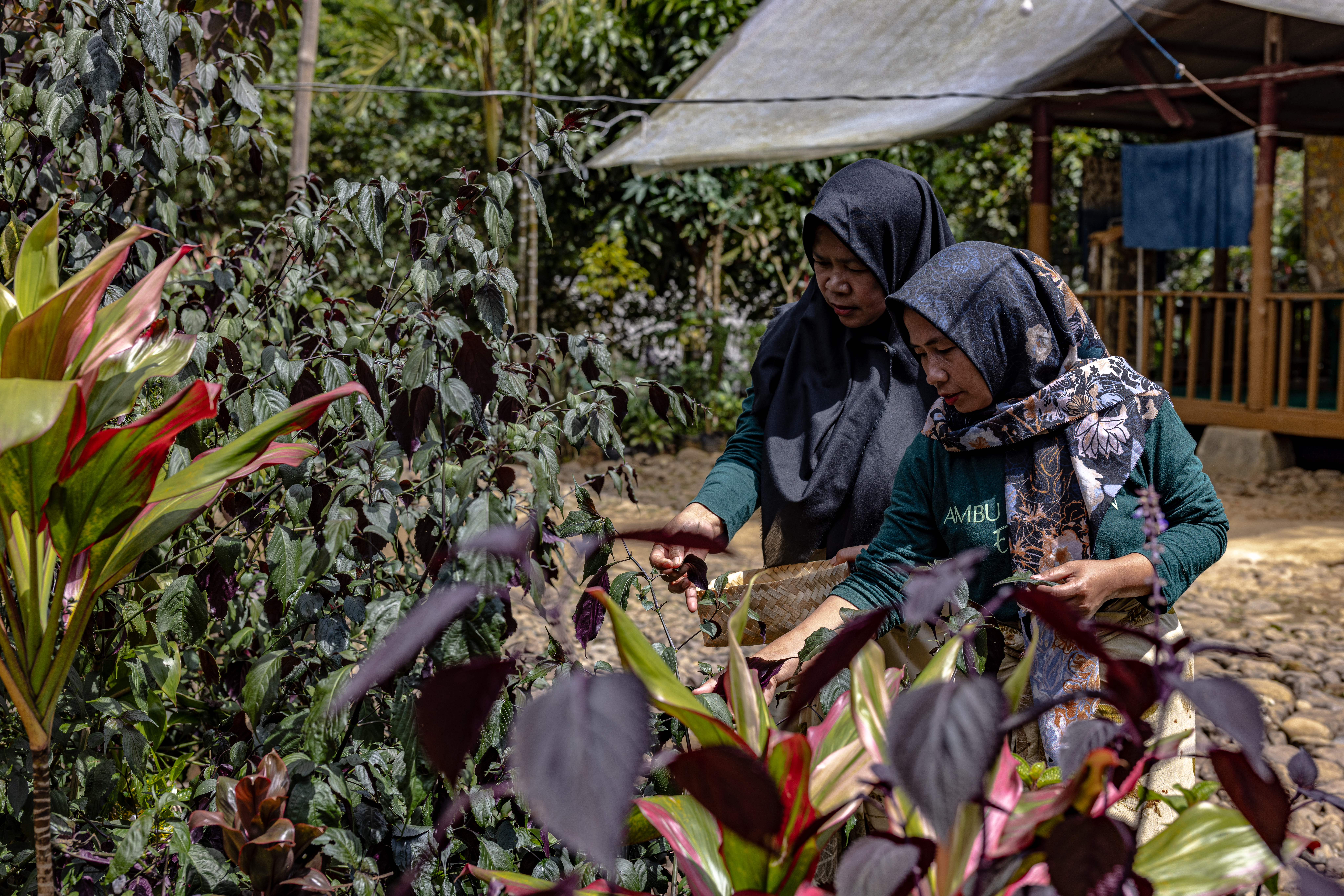 Members of the Ambu Halimun community gather leaves and flowers from their surroundings for the ecoprinting process in Citalahab Central, West Java, Indonesia, on July 16, 2025. Thomson Reuters Foundation/Mas Agung Wilis