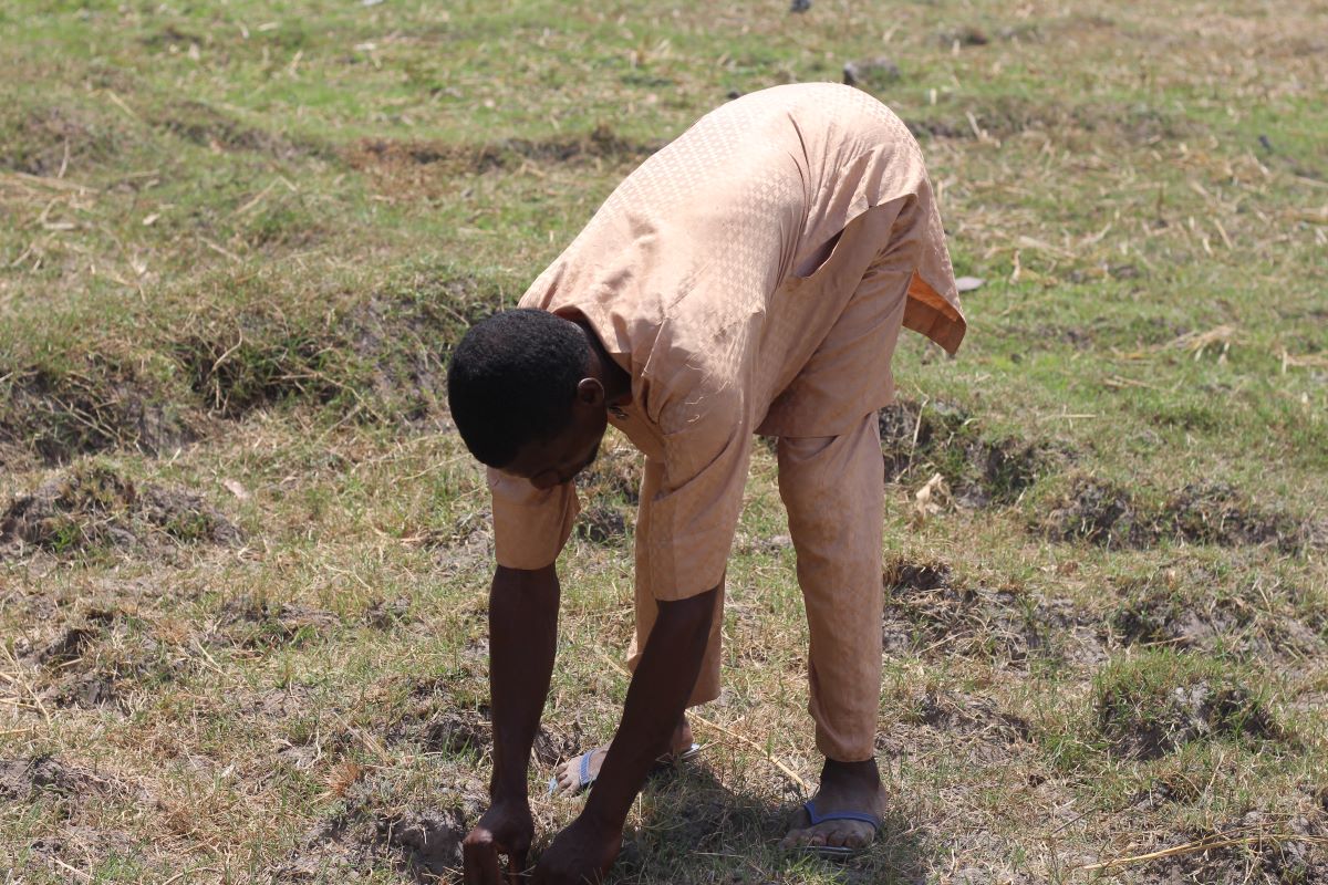 Usman Umar weeds out grass from his family rice farm in Emitowa, Niger, Nigeria on March 14, 2023. Bukola Adebayo/Thomson Reuters Foundation.