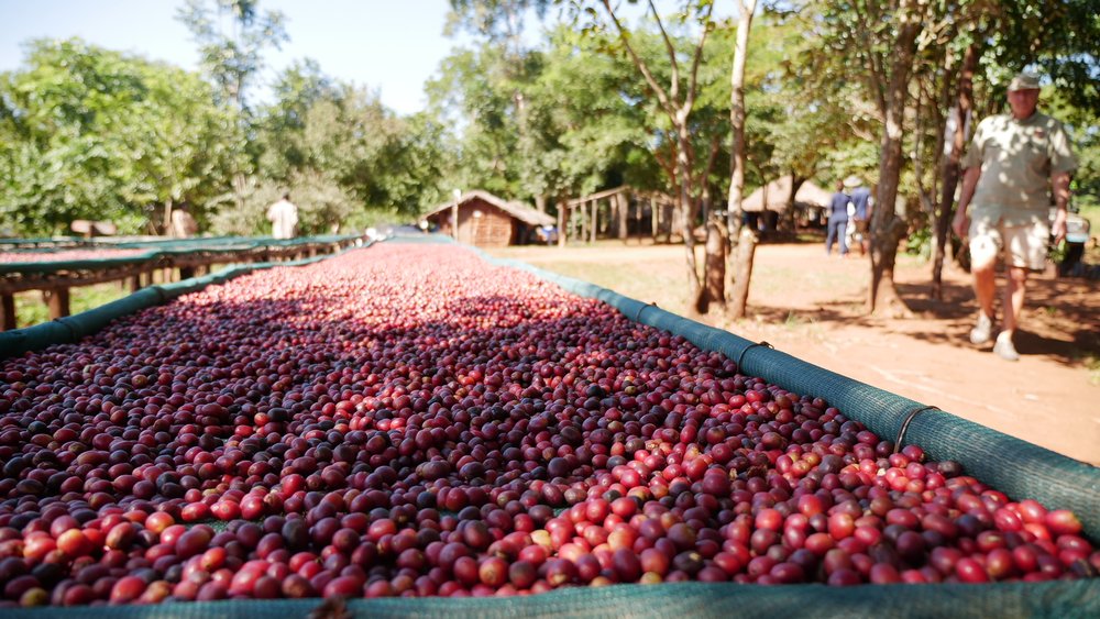 Freshly-picked coffee beans dry in the sun on Mount Gorongosa in Mozambique, May 26, 2022