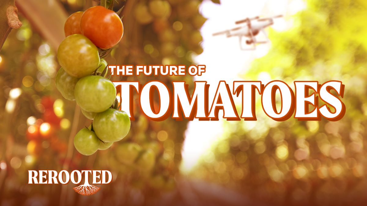 Tomatoes hang as a drone flies in the background in this illustration for the Context series Rerooted. Thomson Reuters Foundation/Karif Wat