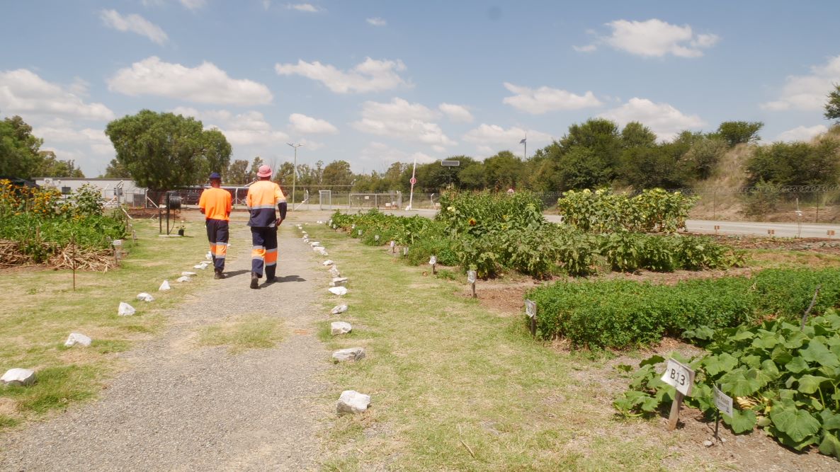Two workers walk alongside the vegetable garden growing at the Homestead Diamonds mine in the Free State province, South Africa, February 27, 2022