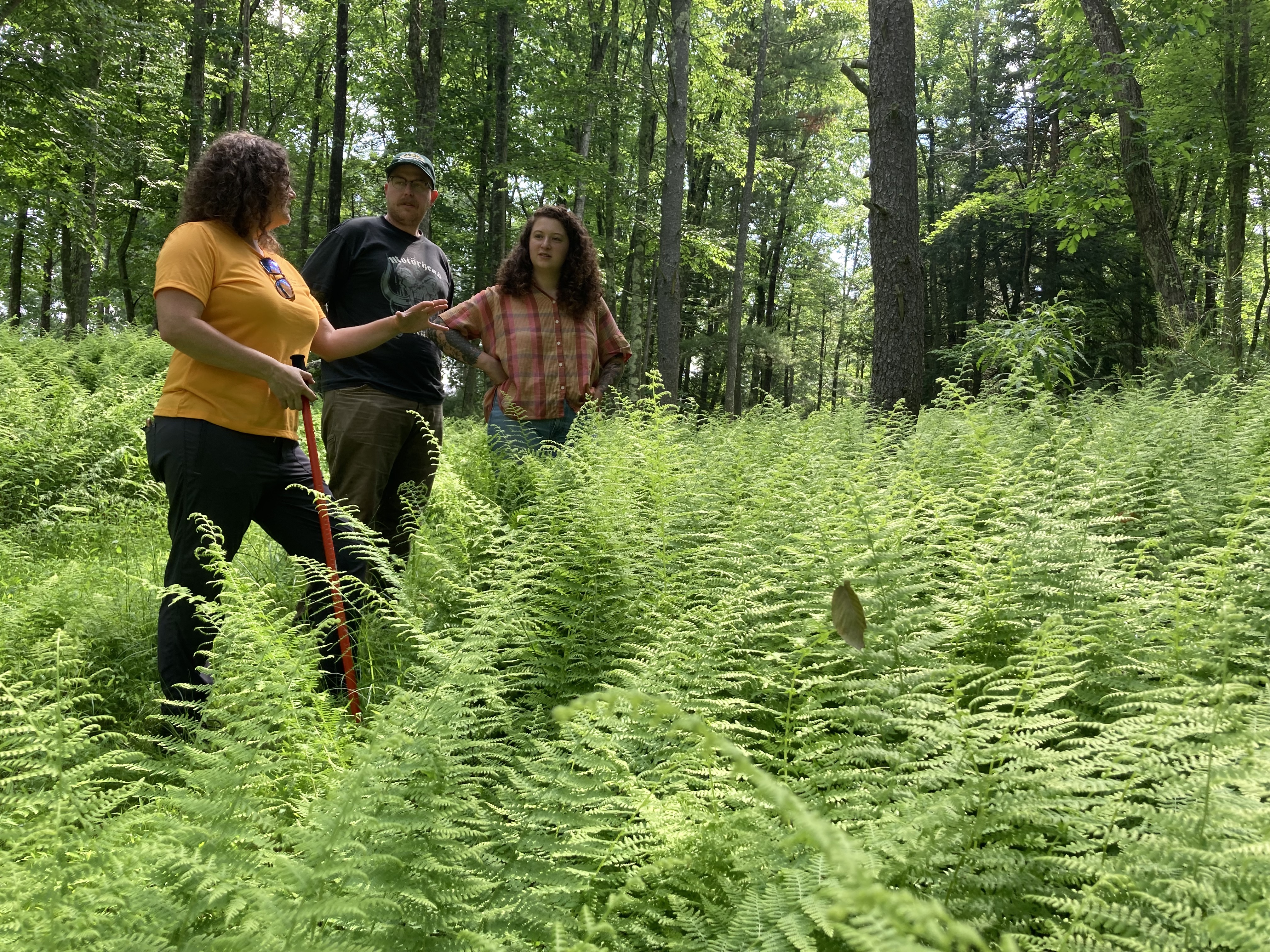 Three people stand talking in a forest
