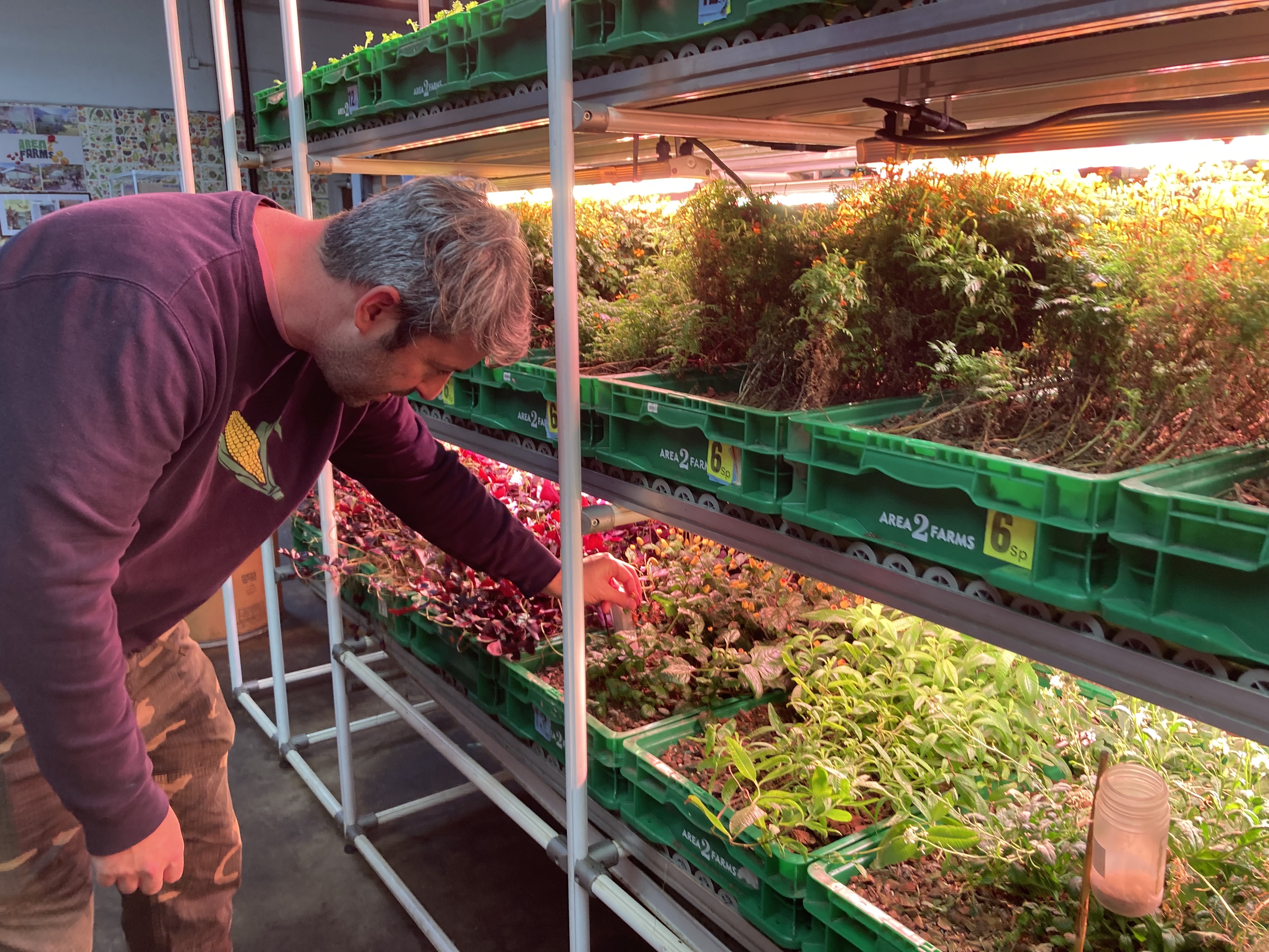 Urban farmer Oren Falkowitz looks over crops growing at a vertical operation in Arlington, Virginia, in May 2025. Thomson Reuters Foundation/Carey L. Biron