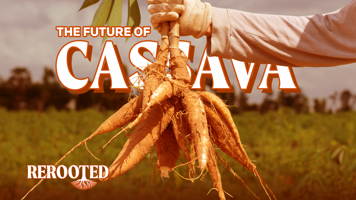 A farmer holds a cassava plant over the text "THE FUTURE OF CASSAVA" with the text "Context REROOTED" in the bottom left hand corner in this illustration picture. Thomson Reuters Foundation/Karif Wat