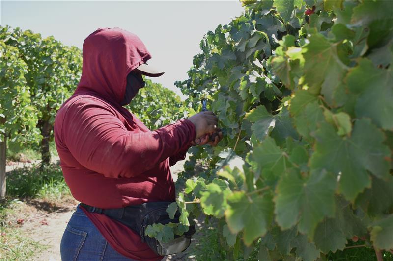 Crews package table grapes for shipment to supermarkets right in the vineyard in Kern County, California, August 26, 2025. Thomson Reuters Foundation/Rachel Parsons