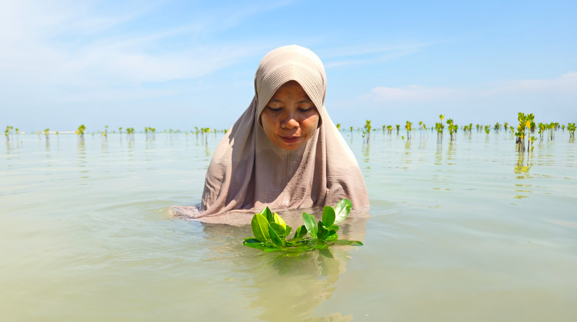 Asmania, a 45-year-old leader of Pari Island Women Group, looks at the newly planted mangrove seed in Rengge Beach, Pari Island, North Jakarta, Indonesia October 31, 2025. Thomson Reuters Foundation/Leo Galuh